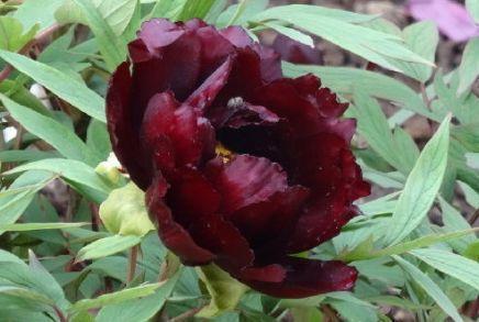 “优良牡丹”初乌，花色如墨，姿容高雅，实属养花首选