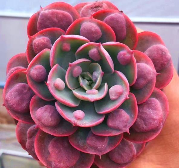 此款多肉第一眼不喜欢,越养越好看,花友直呼真香,养过的人不多