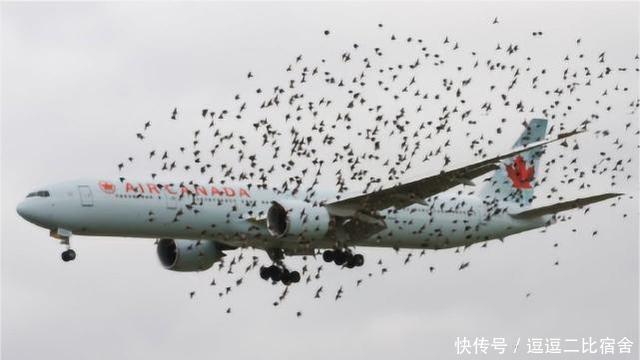 飞机在高中飞行时撞到鸟,后果会怎么样?看完出一身冷汗