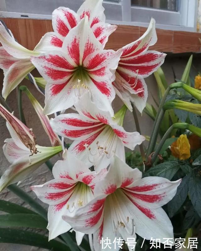 叶片|养花技巧:折腾不死的25种花,咋养都爆盆,懒人最适合