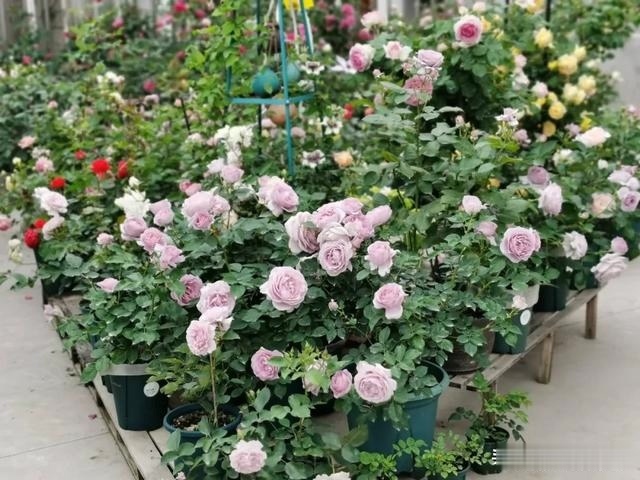 圆滚滚的绣球，瀑布般的花墙，这届花友也太会种花了吧