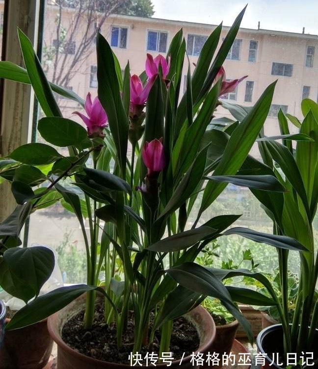 一块“大生姜”,开满粉荷花,家里养一盆,仙气飘飘,开花100天