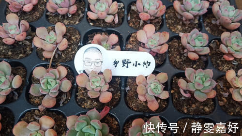 板结|养多肉浇水需要注意细节，浇水方式要考虑多方面，才能养好肉肉