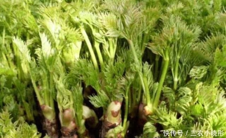 刺老芽|乡下一种新出刺芽，价值珍贵，人称刺人参，营养价值丰富