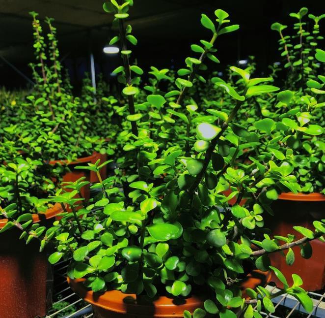 小花园|为了养花种菜,奶奶花160万买了郊区的别墅,3年之后,后悔了