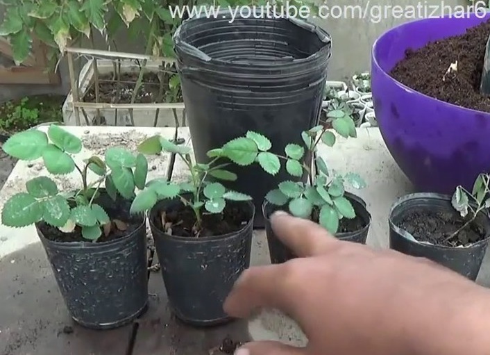 新手月季种植手册，修剪、病害防治等教程，种月季不再难