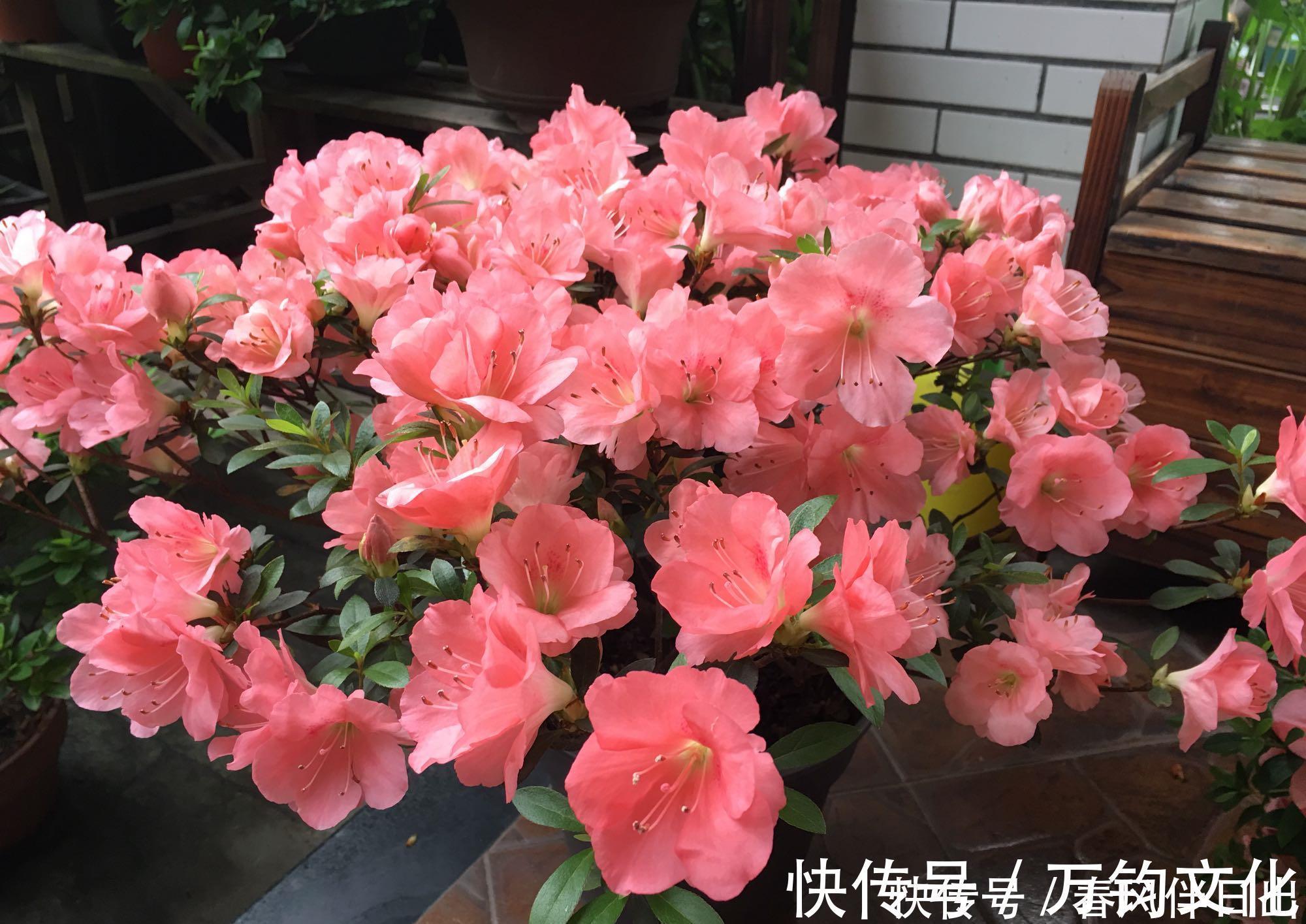 映山红映山红|中国十大名花之一,四季开花,观赏价值高,一花多色,漂亮又芳香