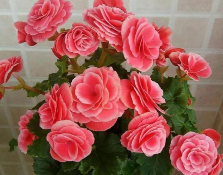 新手花友11月逛花市,6种花再喜欢也别买,带回家养不好浪费钱