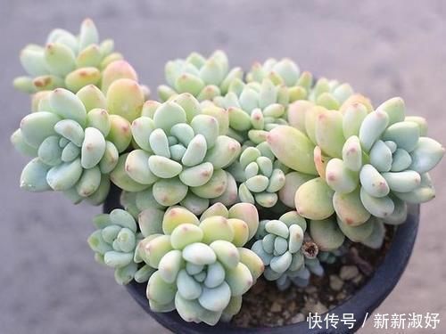 多肉|12款多肉天生就爱凑热闹,爆盆群生是强项,花友:养起来真过瘾