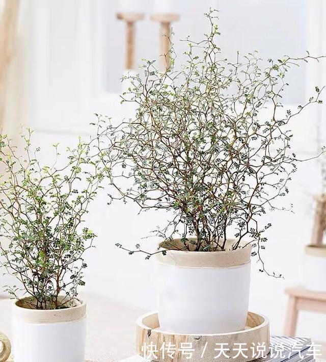 家里养一棵童话树,元气满满、暖心又治愈