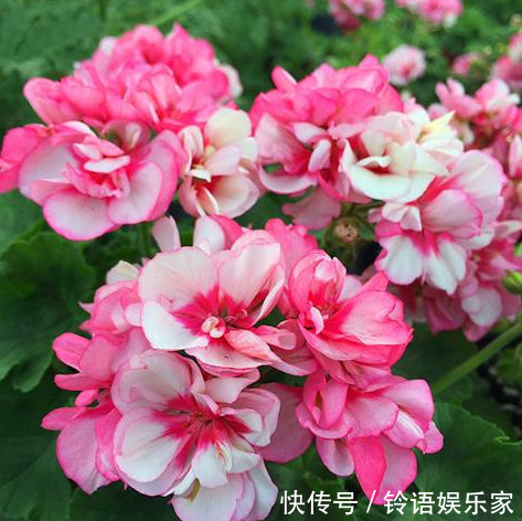 三角梅|家里就养这“3种花”,好看好养又便宜,开起花来拦都拦不住,美