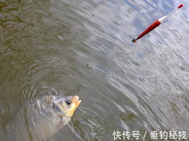 垂钓过程中,浮漂出现送漂老是打不到鱼口,问题可能出在这