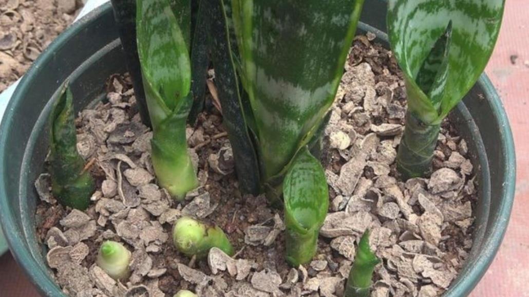 施肥|让虎皮兰多长新芽,4个养护要点不能忽视,不然长期不长新叶