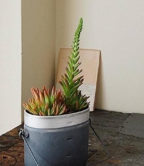 多肉植物|老家屋顶上若有“这种草”，可是“福气”，小心留着，很珍贵