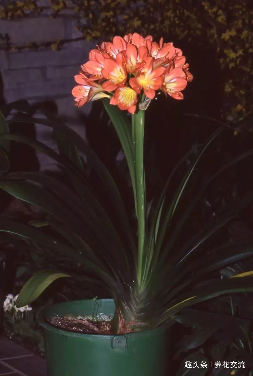 君子兰养成室内盆栽保持每年花开的技巧,让叶子更有亮泽