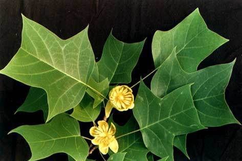 此花为国家二级保护植物,园林观景的头号花卉,具有郁金香树美称