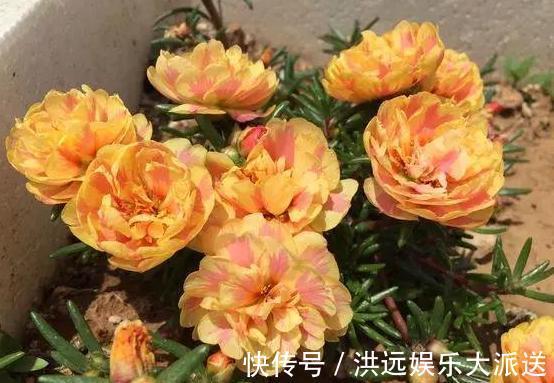 养花|夏季养花,首选这些不怕晒,不怕旱的花卉,养着省心、看着养眼