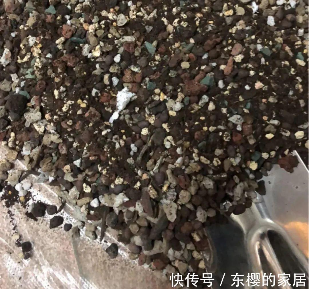 换盆时机到了，有这花赶紧换，换完立马疯长！