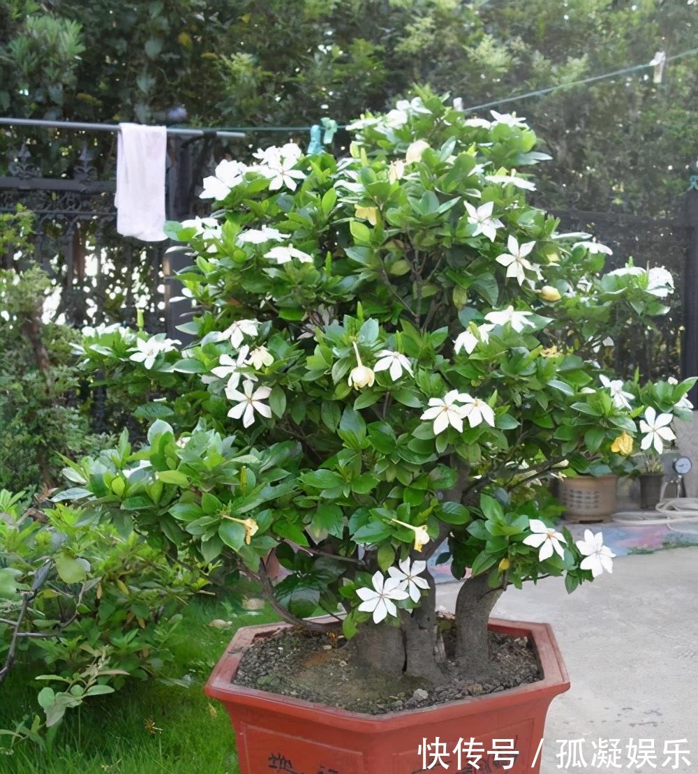 养茉莉栀子花,千万别用2种土,用了就黄叶,养一盆死一盆