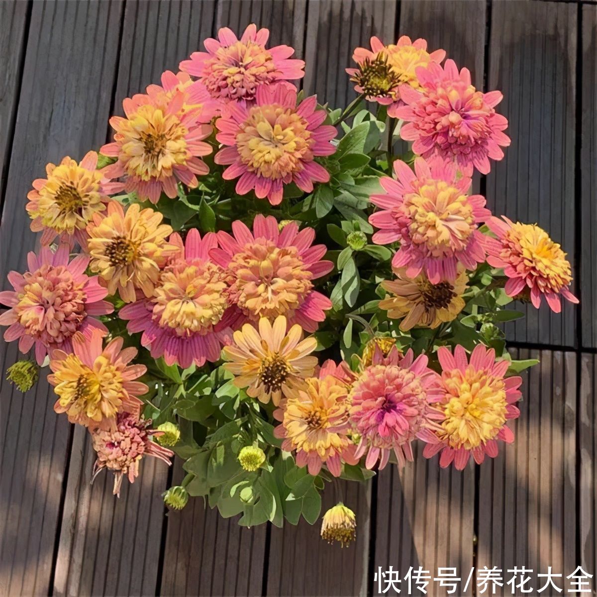 花型|仙气飘飘的矮牵牛，花型像牡丹，奶油白超级治愈