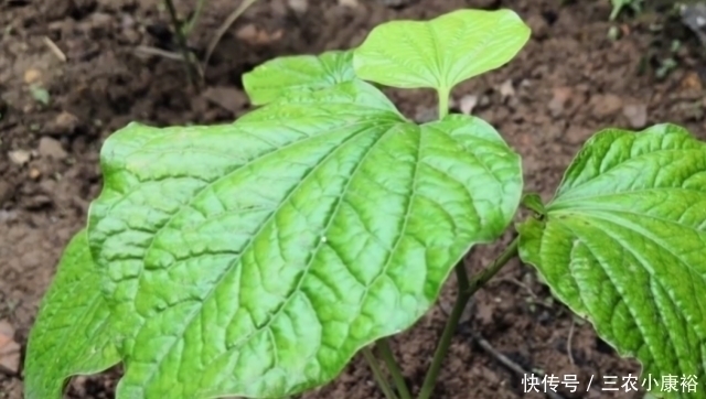 野花野草|农村一种“神奇”植物,能让臭肉变得香喷喷,而且药用价值很高