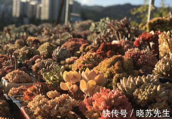 养多肉让人快乐，养多了，麻烦就多了，控制欲望，减少麻烦