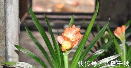 爷爷养君子兰，把“它”垫在盆底，冒出“6个花苞”，叶片油绿！