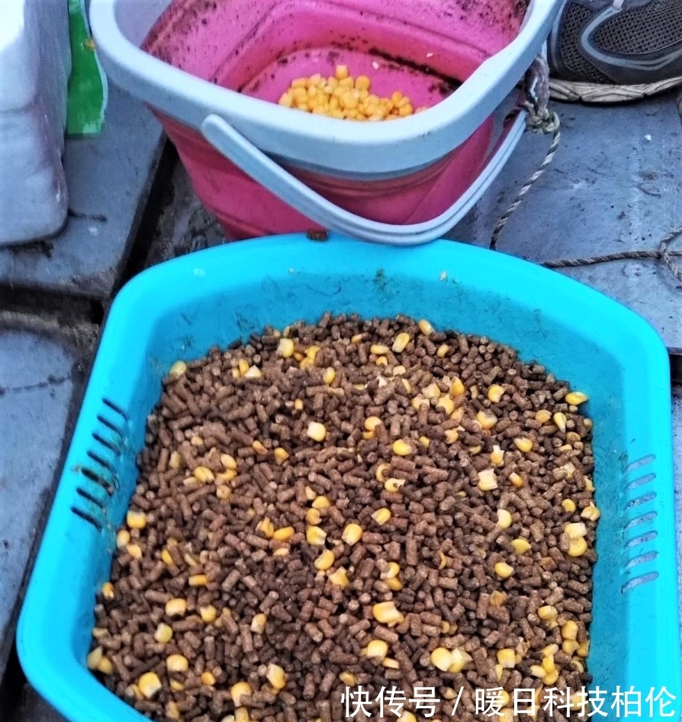 钓客|夏季用这两种饵料钓鱼,不但能钓大鱼,还可防止小杂鱼闹窝