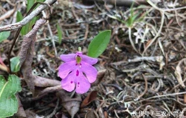 它全株只长一片叶子，花朵像“蝴蝶”，是国家一级保护植物，看到别挖