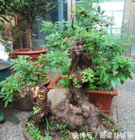 从农村挖个“木疙瘩”做盆景，邻居取笑捡破烂，发芽后却重金求买