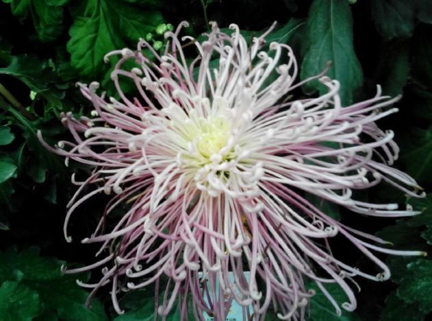 喜欢菊花,不如养盆优良名菊“桃花溪”,色泽艳丽,美爆了