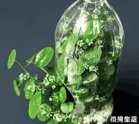 花盆|除了花盆之外,这些东西也是绝佳的养花神器,你用过吗?