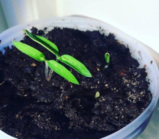 浇水|太神奇了!她在塑料瓶里种蔬菜,一年都吃不完!