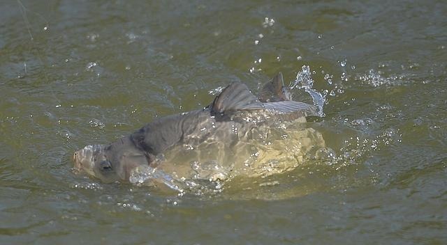一米水深吃铅几克好?竞技高手给的公式,小改变藏着大智慧