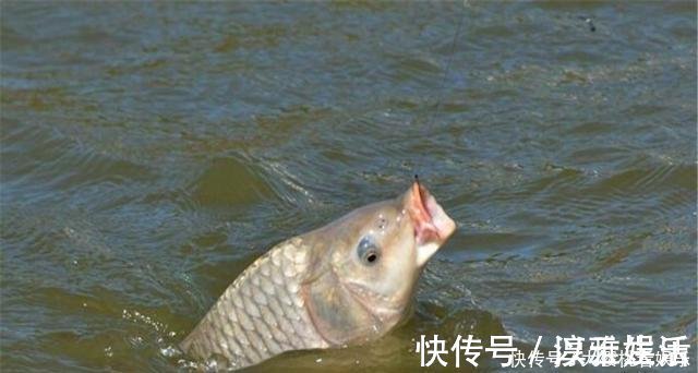 钓饵|这东西常人难以接受,却是很不错的钓鱼饵料,钓鲫鱼鲤鱼效果绝佳