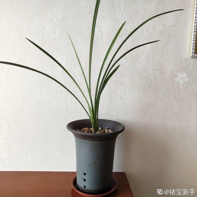 多肉|5种花盆养花，怪不得都死了，全是样子货