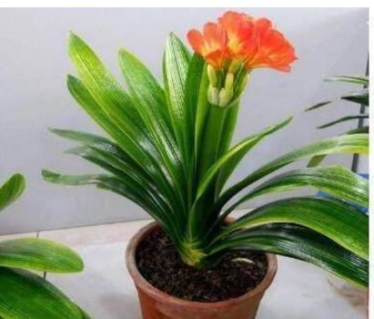 君子兰、长寿花特别爱喝“它”,喝了后,叶肥花艳,长得蹭蹭的!