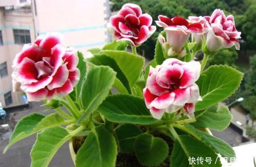 这花繁殖超快,叶子随便切碎,扔盆里就能冒出一堆花,太强悍了