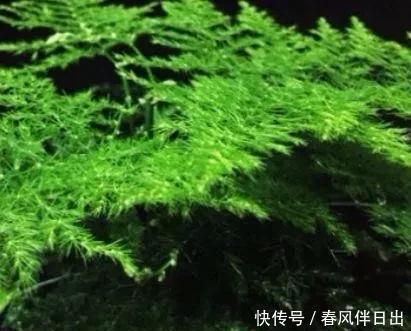 不管有钱没钱,家里养这十种植物,招财镇宅又养人