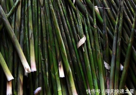 吃法|夏季挖野菜，送你64种野菜图片大全，教你认识不同的野菜和吃法！