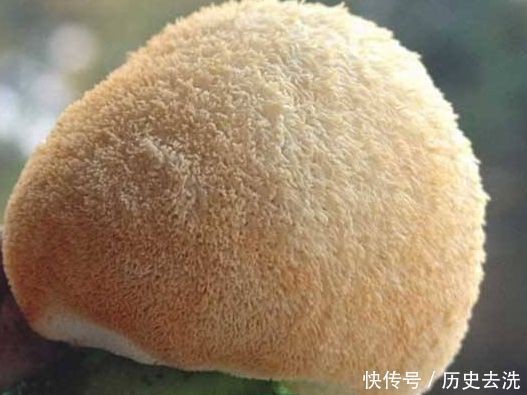 想养生得会吃，三种食物换着吃，美容嫩肤，滋