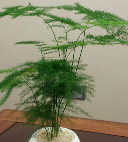 爆盆|文竹、绿萝、吊兰生长慢吞吞,学我这么养,疯狂蹿个长爆盆