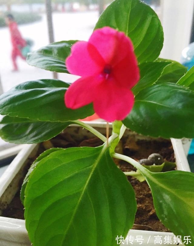 阳台上就养一棵这种“花”，插枝生根，全年都开花，一棵繁殖20棵