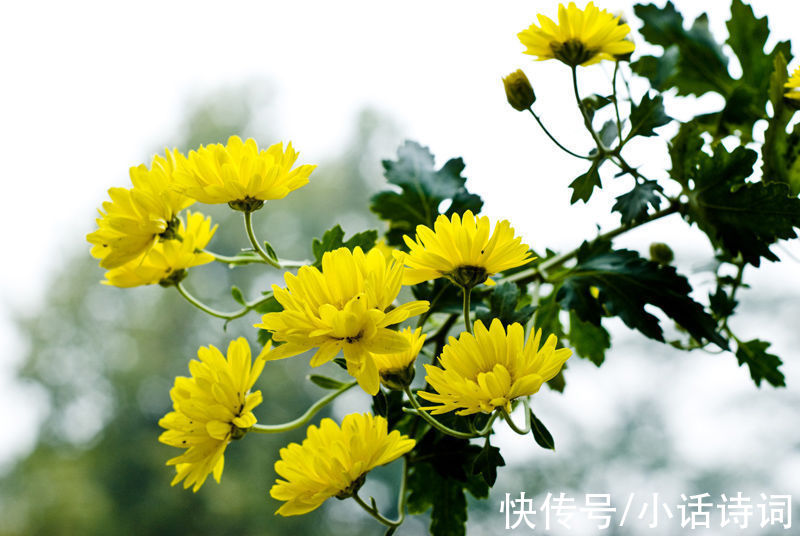 汴梁#宋词里的重阳节：读晏殊这首《诉衷情》，品味宋代的重阳节习俗