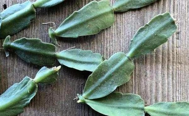 家中有这两种花的注意，之前没剪的现在可以果断剪，不然就太晚