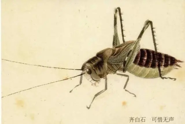 蝈蝈$国画技法图典——草虫篇:蝗虫 蚂蚱 蝈蝈 螽斯 螳螂 蟋蟀
