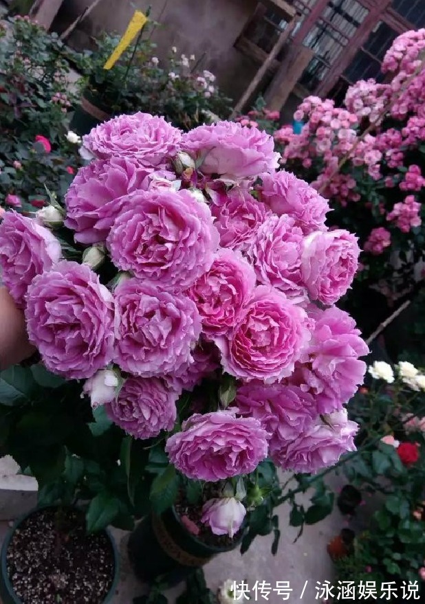 玫瑰|漂亮不输玫瑰，花期很长，花香四溢，养护简单，此盆栽花值得拥有
