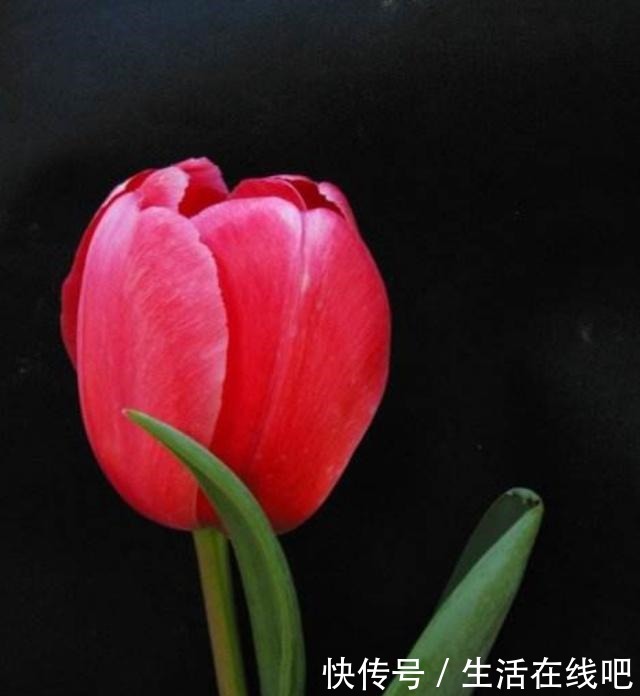 春暖花开,栽植几种球根类花卉,花色艳丽株型美!