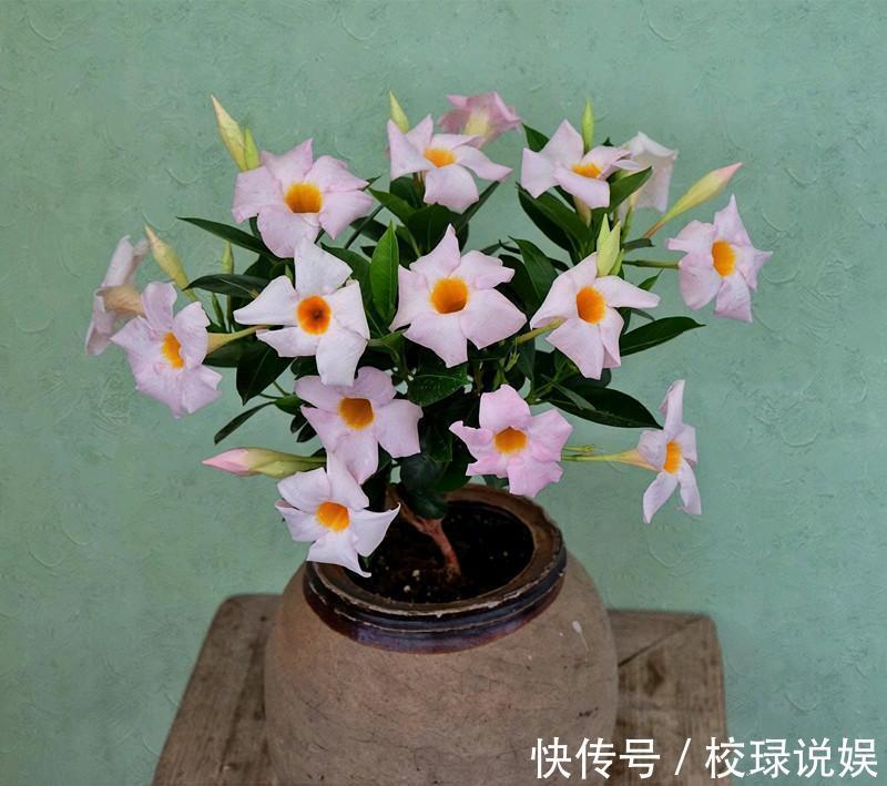 长寿花|八种花期超长的植物,个个花期半年以上,观赏价值高,室内也能养