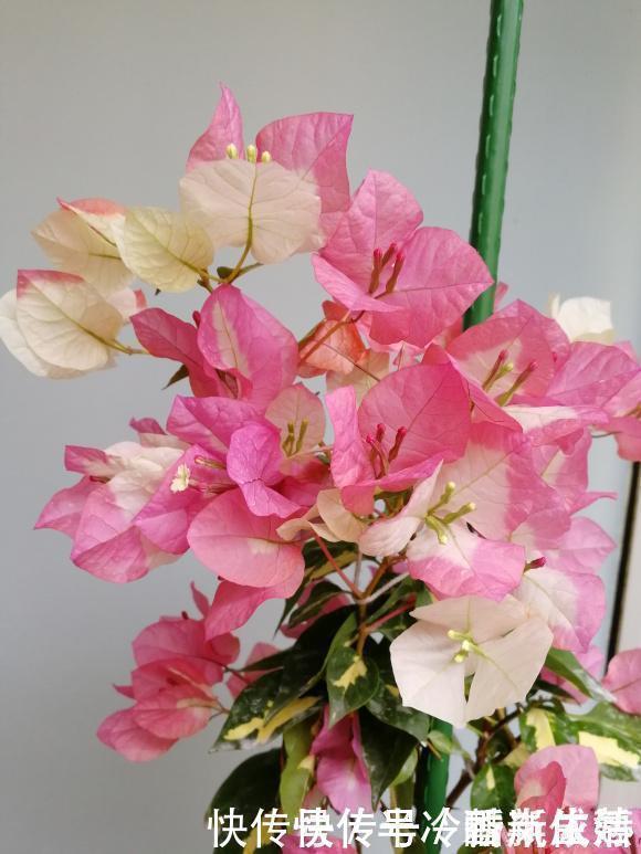 大花树|三角梅这些品种最勤花，一年四季开不停，花多得不见叶！